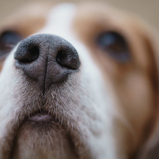 Beagle's Nose Sniffing