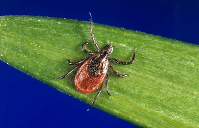 Do All Ticks Carry Lyme Disease?