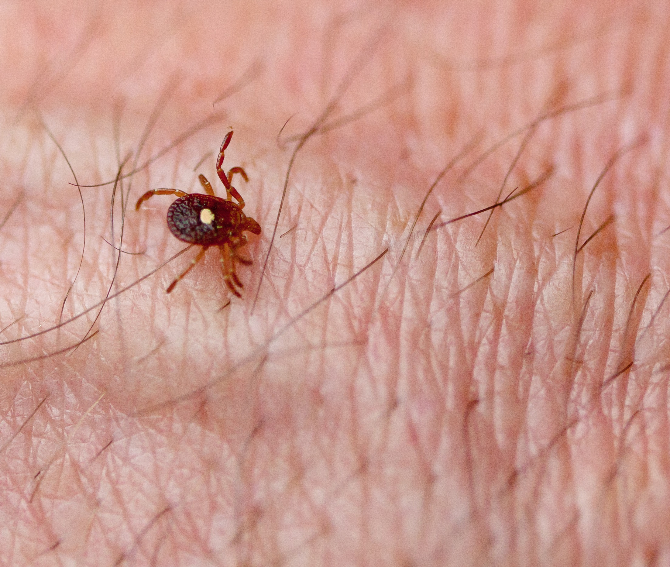 Lone star tick on arm