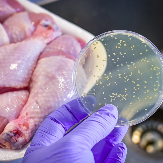 Raw chicken that's been recalled. Gloved hand is holding a petri dish with bacteria.