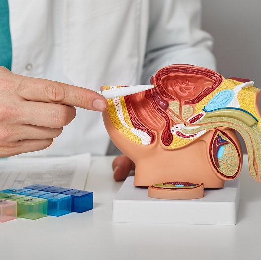 doctor pointing toward prostate