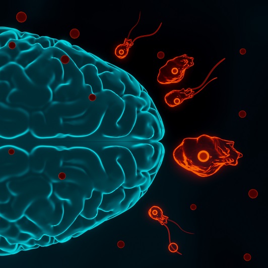 Brain-eating amoeba infection