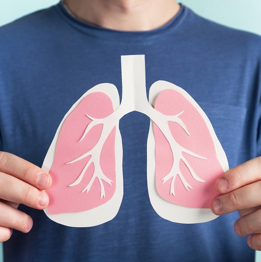 Man holding lungs decorative model. Closeup