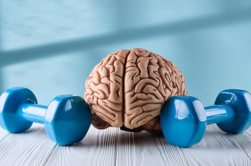 A model of the human brain is displayed next to a set of hand weights.