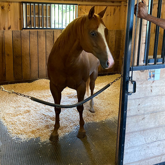 Mike, the 14-year-old quarter horse donated by a family in Chester County, Pennsylvania