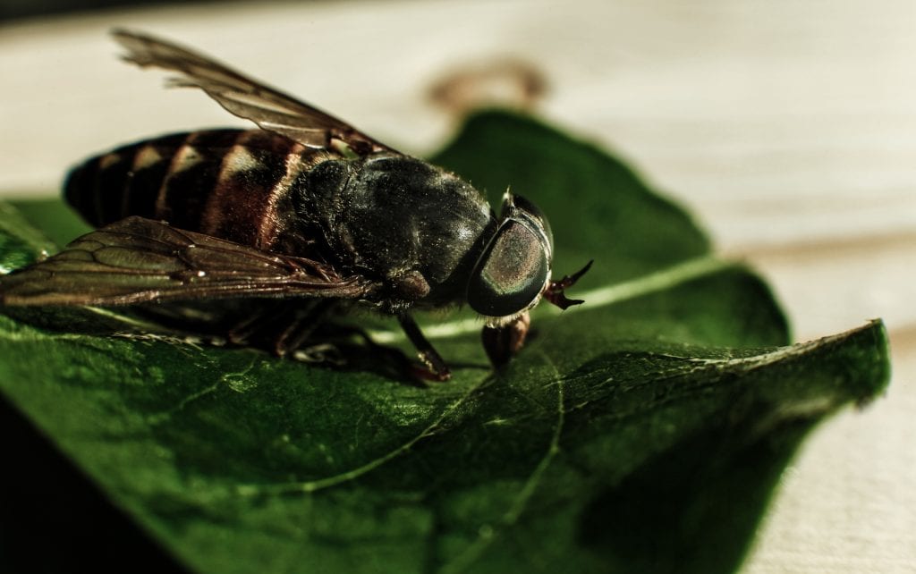 horsefly and greenhead